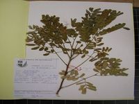 Herbarium sample